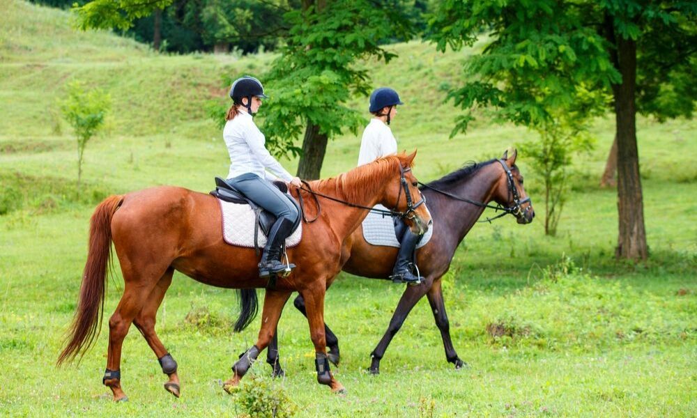 Five of the Best Hobbies for Animal-Lovers