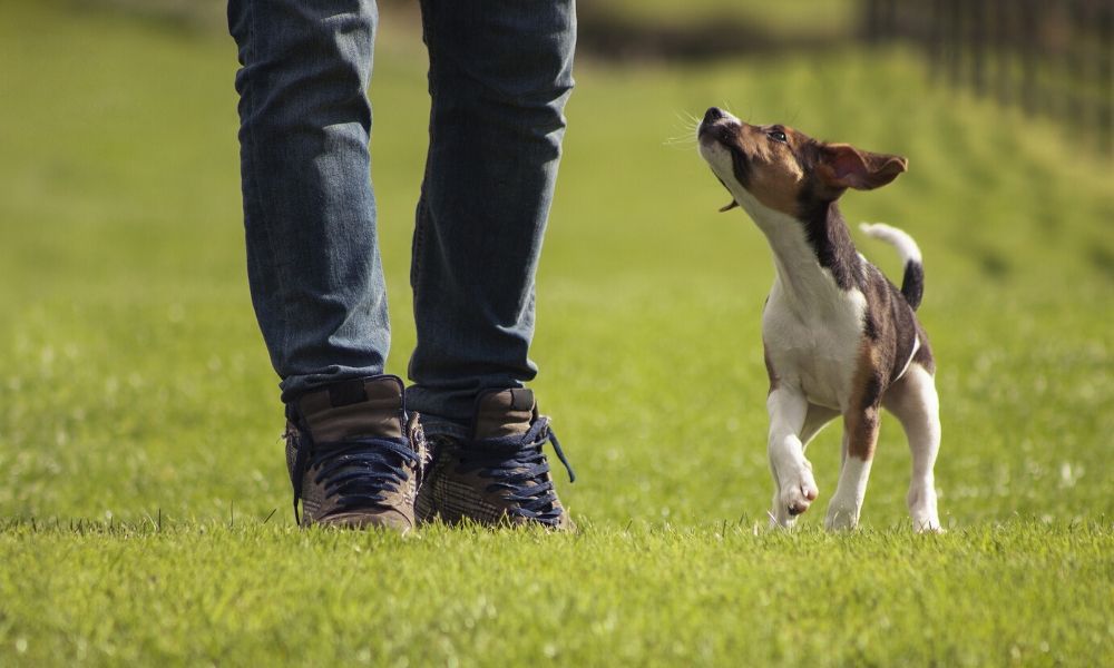 How to Start a Dog Park in Your Neighborhood