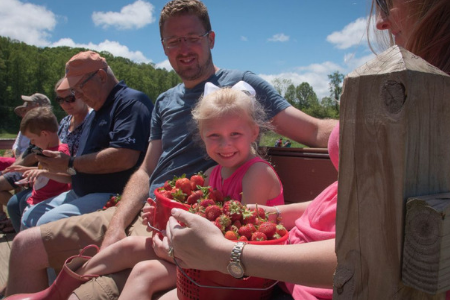 mercier orchards